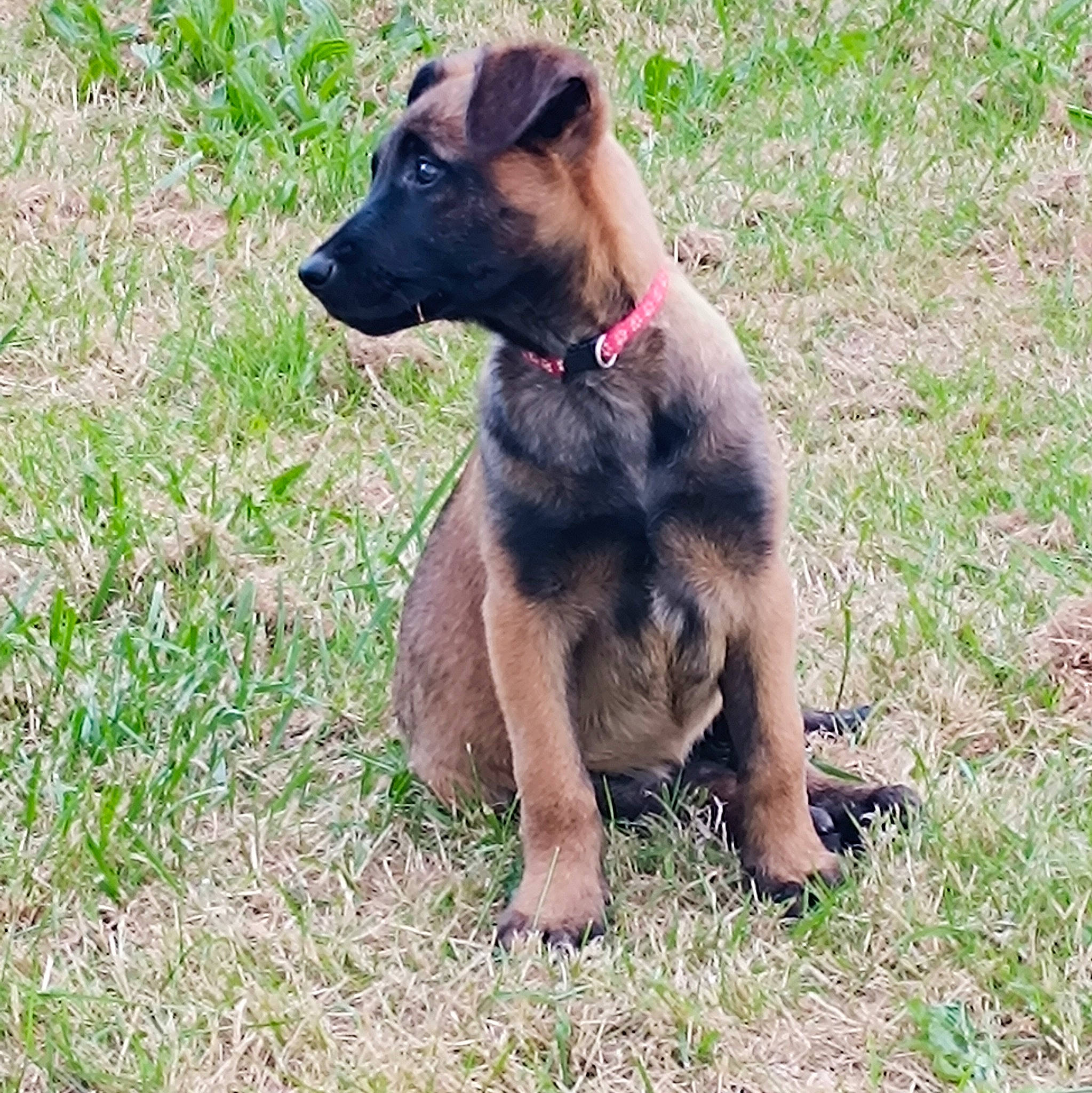 Violette participe au concours pour gagner de l'argent avec cette photo : carnivore, collar, companion_dog, dog, dog_breed, dog_collar, dog_supply, fawn, grass, guard_dog, hunting_dog, liver, pet_supply, plant, sporting_group, terrestrial_animal, working_animal, working_dog