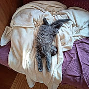 Brume participe au concours pour gagner de l'argent avec cette photo : cat, gray_cat, fluffy, stretching, blanket, bedspread, purple, cream_color, cozy, indoor, sleeping, relaxed, furniture, wooden_floor, pet, animal, cute, home, resting, sunlight