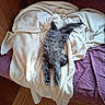 cat, gray_cat, fluffy, stretching, blanket, bedspread, purple, cream_color, cozy, indoor, sleeping, relaxed, furniture, wooden_floor, pet, animal, cute, home, resting, sunlight