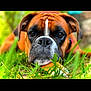 animal, boxer, bulldog, canine, dog, frenchbulldog, grass, head, hound, leaf, person, pet, pitbull, plant, puppy, snout