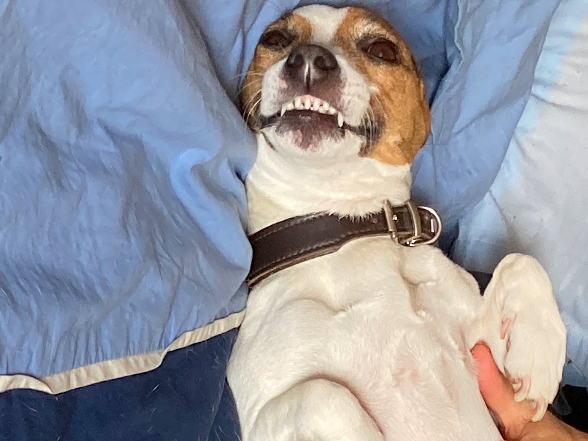 Jaïa participe au concours pour gagner de l'argent avec cette photo : canidae, carnivore, companion_dog, dog, dog_breed, puppy_love, rare_breed_dog, snout, sporting_group