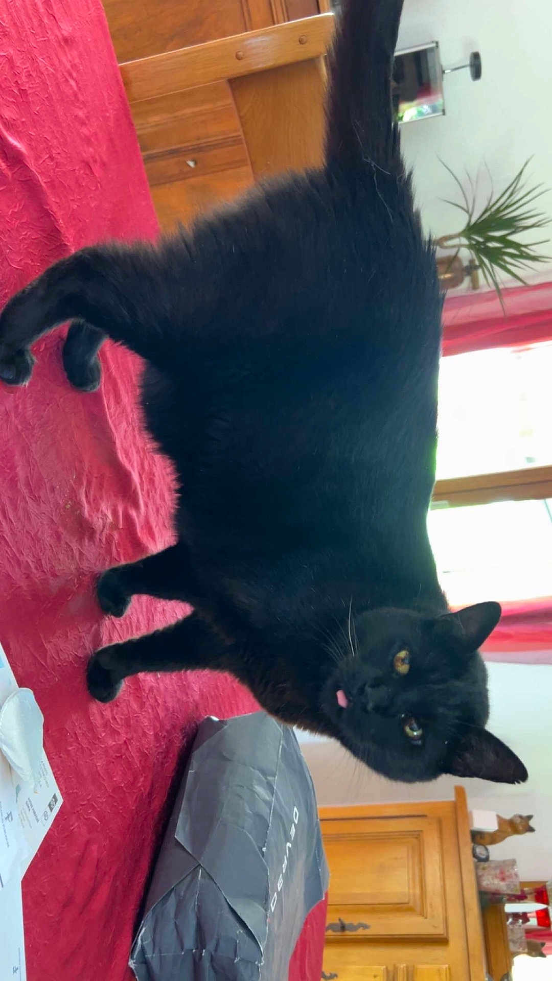 Grizzly participe au concours pour gagner de l'argent avec cette photo : black_cat, cat, pet, indoor, furniture, red_curtains, plant, wooden_cabinet, table, box, curious, tongue_out, domestic_cat, animal, whiskers, yellow_eyes, red_bedspread, houseplant, window, daylight