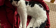 Arsouille a rejoint le concours — aidez-le/la à gagner de superbes lots ! animal, black_and_white, cat, cozy, cute, domestic, floor, furniture, indoor, lying_down, patterned_floor, paws, pet, red_cloth, relaxed, resting, sleeping, sofa, tail, whiskers