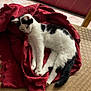 cat, black_and_white, sleeping, red_cloth, indoor, floor, patterned_floor, relaxed, furniture, sofa, tail, pet, animal, resting, cozy, domestic, cute, whiskers, paws, lying_down