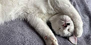 Arsouille a rejoint le concours — aidez-le/la à gagner de superbes lots ! cat, white_cat, black_markings, sleeping, paw, fur, pet, cute, relaxation, cozy, laying_down, close_up, animal, whiskers, indoor, soft_texture, blanket, resting, pink_paw_pads, adorable