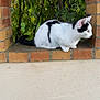 cat, black_and_white, brick_arch, brick_ledge, outdoor, green_foliage, curious, animal, pet, crouching, nature, wall, window_like_arch, side_view, quiet, daylight, small_animal, mammal, whiskers, ears
