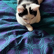 Arsouille a rejoint le concours — aidez-le/la à gagner de superbes lots ! cat, black_and_white, pet, animal, feline, loaf, bedspread, blanket, pattern, indoor, resting, fur, whiskers, ears, cute, domestic_animal, relaxed, soft, sleepy, comfort