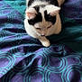 cat, black_and_white, pet, animal, feline, loaf, bedspread, blanket, pattern, indoor, resting, fur, whiskers, ears, cute, domestic_animal, relaxed, soft, sleepy, comfort