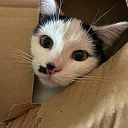 Arsouille a rejoint le concours — aidez-le/la à gagner de superbes lots ! animal, black_and_white, box, cardboard, cat, close_up, curious, cute, ears, eyes, face, feline, fur, indoor, nose, peek, pet, playful, portrait, whiskers