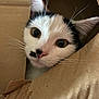 animal, black_and_white, box, cardboard, cat, close_up, curious, cute, ears, eyes, face, feline, fur, indoor, nose, peek, pet, playful, portrait, whiskers
