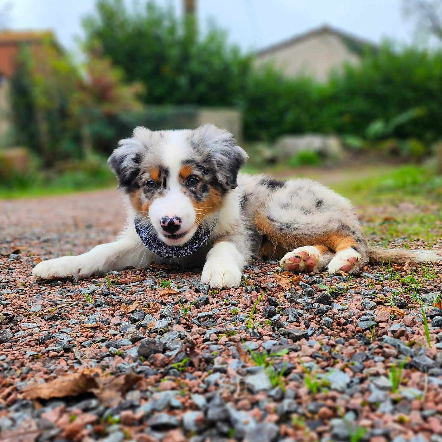 Vitaly participe au concours pour gagner de l'argent avec cette photo : animal, ball, canine, dog, football, grass, gravel, nature, outdoors, pebble, pet, plant, puppy, road, rock, soccer, soccerball, soil, sport, yard