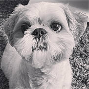 Lilou participe au concours pour gagner de l'argent avec cette photo : affenpinscher, animal, bulldog, canine, cockerspaniel, dog, face, head, person, pet, photography, poodle, portrait, puppy, terrier, white, whitedog