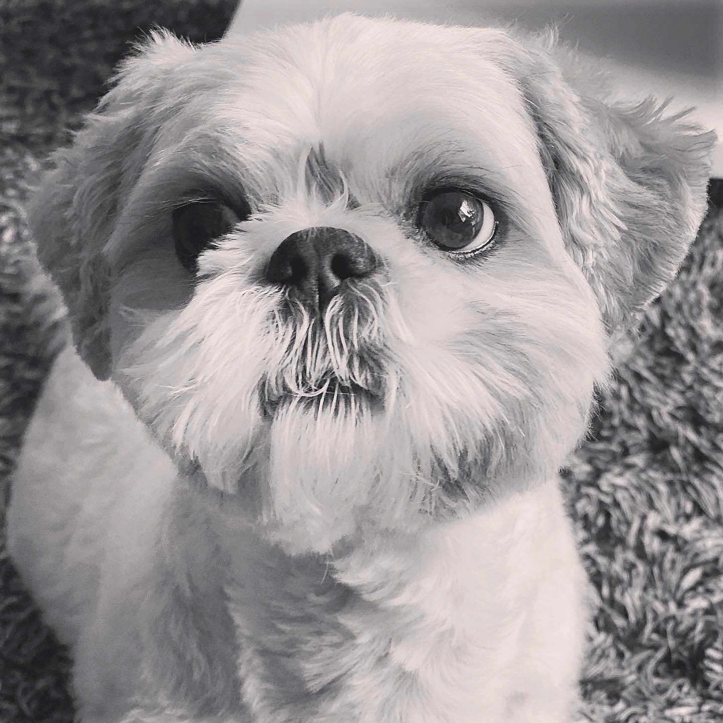 Lilou participe au concours pour gagner de l'argent avec cette photo : affenpinscher, animal, bulldog, canine, cockerspaniel, dog, face, head, person, pet, photography, poodle, portrait, puppy, terrier, white, whitedog