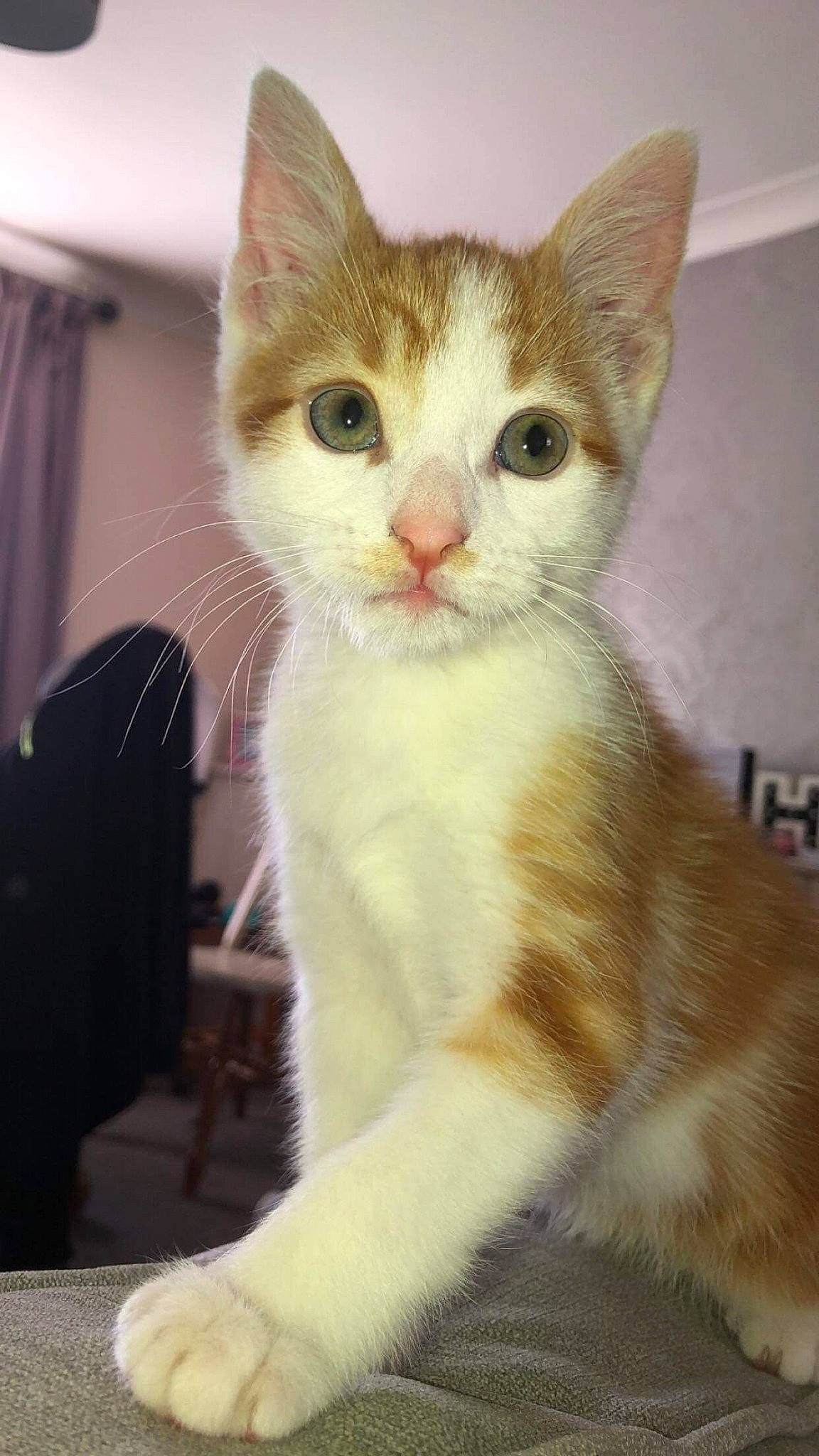 Ginge is registered to the contest to win money with this photo: aegean_cat, american_wirehair, arabian_mau, asian, carnivore, cat, domestic_short_haired_cat, european_shorthair, fawn, felidae, german_rex, kitten, mammal, polydactyl_cat, small_to_medium_sized_cats, tail, turkish_angora, turkish_van, vertebrate, whiskers