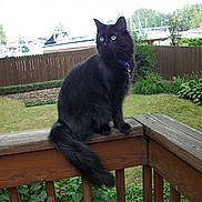 Jazz joined the competition — help win amazing prizes! animal, black_cat, boats, cat, collar, daylight, domestic_animal, fence, garden, grass, green_eyes, mammal, nature, outdoor, pet, plants, trees, water, wildlife, wooden_railing