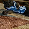 Asher joined the competition — help win amazing prizes! cat, gray_cat, pet, animal, blue_clothing, striped_clothing, costume, paw, whiskers, ears, eyes, indoor, carpet, rug, floor, furniture, lounging, portrait, cute, funny