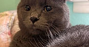 Asher is registered to the contest to win money with this photo: cat, gray_cat, feline, pet, animal, whiskers, fur, portrait, close_up, indoors, cozy, soft_focus, green_background, pastel_colors, ears, eyes, nose, sitting, relaxed, photography