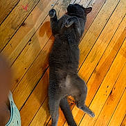 Asher is registered to the contest to win money with this photo: cat, gray_cat, pet, animal, feline, lying_down, belly_up, raised_paws, fluffy, fur, tail, whiskers, ears, wooden_floor, hardwood, indoor, warm_lighting, shoe, home, funny_pose