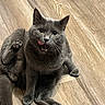 Asher is registered to the contest to win money with this photo: cat, cats, gray_cat, fluffy, feline, pet, animal, open_mouth, tongue, whiskers, ears, eyes, sitting, lying_down, wooden_floor, indoor, home, closeup, portrait, funny_expression