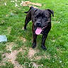 dog, brindle, grass, outdoor, pet, tongue_out, happy, animal, yard, playful, canine, nature, summer, greenery, cute, mammal, fence, daylight, leisure, heart_shaped_wires