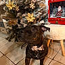 dog, brindle, bow_tie, christmas_tree, holiday_decorations, indoor, tiled_floor, furniture, mailbox, santa_claus, snowflakes, ornaments, festive, pet, brown, black, cute, waiting, decor, seasonal
