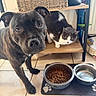 Ragnar a rejoint le concours — aidez-le/la à gagner de superbes lots ! dog, cat, brindle_dog, black_and_white_cat, pet_bowls, dry_dog_food, water_bowl, paw_print_mat, wooden_shelf, indoor, tile_floor, curious_dog, lounging_cat, pet_mealtime, household, domestic_animals, pets, floor_tiles, animal_faces, food
