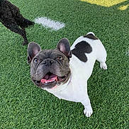 Stitch joined the competition — help win amazing prizes! animal, black_and_white, canine, companion, cute, dog, field, french_bulldog, friendship, grass, happy, heart_shape, nature, outdoor, pet, playful, shadow, smiling, sunlight, tongue_out