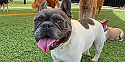 Stitch is registered to the contest to win money with this photo: animal, artificial_grass, brown_dog, canine, collar, dog, fenced_area, french_bulldog, group, happy, mammal, outdoor, park, pets, playful, shade, sunlight, tan_dog, tongue_out, white_dog