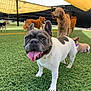 animal, artificial_grass, brown_dog, canine, collar, dog, fenced_area, french_bulldog, group, happy, mammal, outdoor, park, pets, playful, shade, sunlight, tan_dog, tongue_out, white_dog