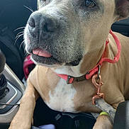 Mona Lisa is registered to the contest to win money with this photo: dog, pet, car, seat, collar, leash, light_brown, close_up, tongue_out, animal, canine, interior, vehicle, seatbelt, paw, snout, whiskers, ears, cute, companion
