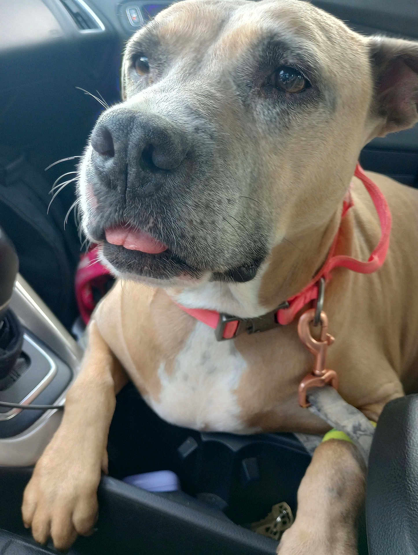 Mona Lisa is registered to the contest to win money with this photo: dog, pet, car, seat, collar, leash, light_brown, close_up, tongue_out, animal, canine, interior, vehicle, seatbelt, paw, snout, whiskers, ears, cute, companion