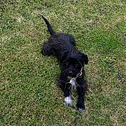 Arla joined the competition — help win amazing prizes! dog, black_dog, white_paws, grass, lawn, outdoor, pet, animal, canine, fur, playful, relaxed, nature, greenery, looking_up, muzzle, ears, collar, paw, laying_down