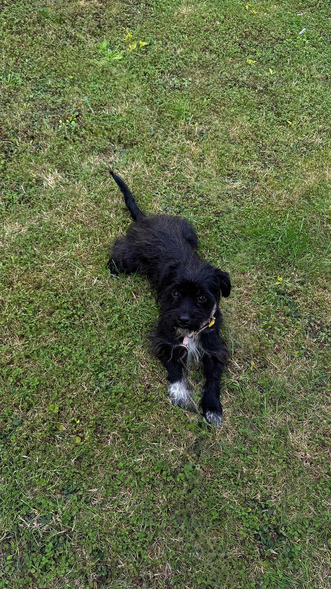 Arla joined the competition — help win amazing prizes! dog, black_dog, white_paws, grass, lawn, outdoor, pet, animal, canine, fur, playful, relaxed, nature, greenery, looking_up, muzzle, ears, collar, paw, laying_down