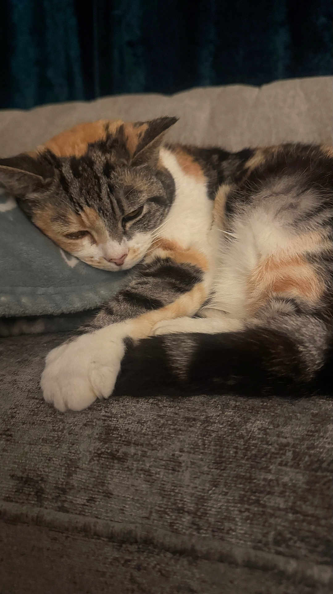 Dora is registered to the contest to win money with this photo: cat, calico, sleepy, couch, fur, pet, resting, indoor, cozy, animal, whiskers, paw, relaxed, feline, soft, comfort, closeup, domestic, cute, nap