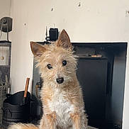 Sasha joined the competition — help win amazing prizes! dog, small_dog, scruffy_fur, curious, head_tilt, indoor, couch, gray_couch, fireplace, home, cozy, pet, animal, fur, ears, sitting, looking, cute, domestic, companion