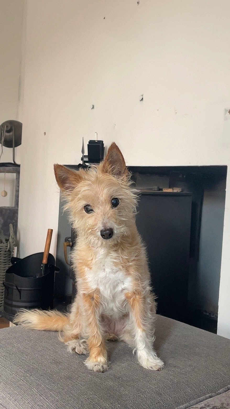 Sasha joined the competition — help win amazing prizes! dog, small_dog, scruffy_fur, curious, head_tilt, indoor, couch, gray_couch, fireplace, home, cozy, pet, animal, fur, ears, sitting, looking, cute, domestic, companion