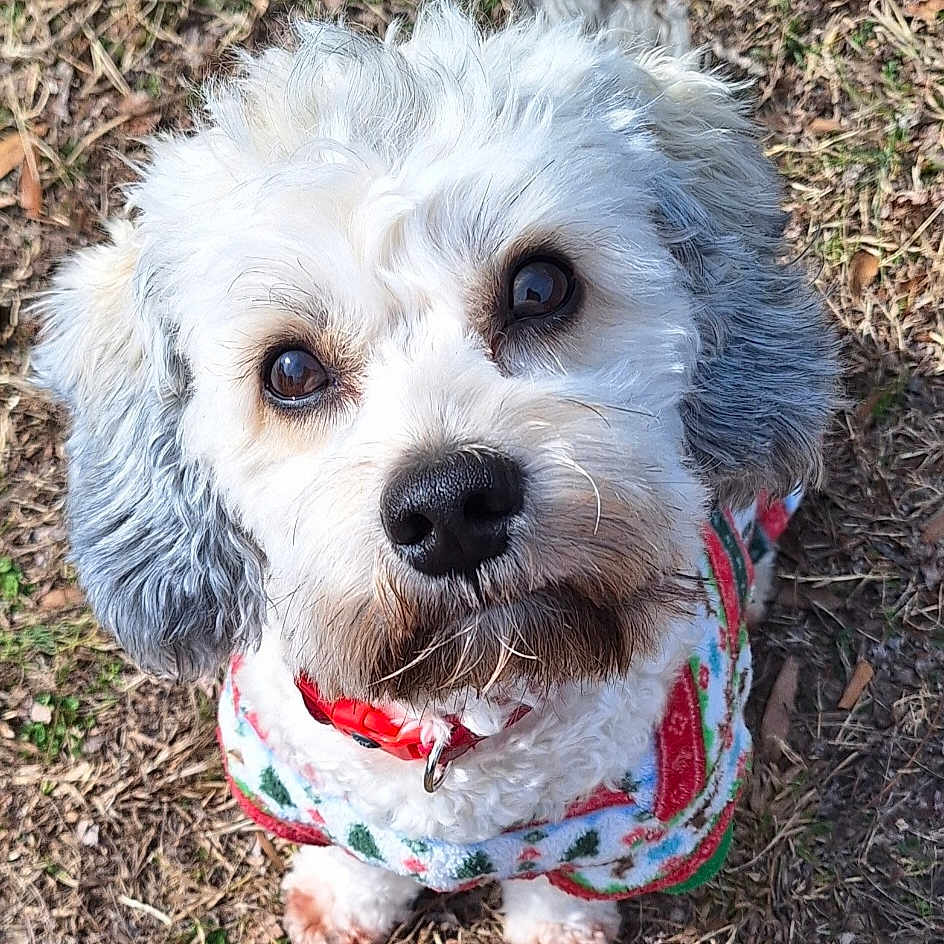 Odie joined the competition — help win amazing prizes! accessories, animal, ball, bison, canine, cockerspaniel, dog, football, grass, lawn, leash, pet, plant, poodle, puppy, soccer, soccerball, sport, terrier, whitedog