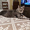 cat, gray_cat, pet, feline, animal, whiskers, ears, green_eyes, lying_down, lounging, tablecloth, crochet, indoor, living_room, television, furniture, dresser, chair, home_decor, portrait