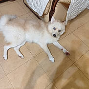 Aïka participe au concours pour gagner de l'argent avec cette photo : dog, white_dog, fluffy, long_hair, blue_eyes, lying_down, indoor, tile_floor, living_room, armchair, blanket, furniture, home, pet, animal, portrait, relaxed, paws, tail, photography