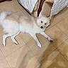dog, white_dog, fluffy, long_hair, blue_eyes, lying_down, indoor, tile_floor, living_room, armchair, blanket, furniture, home, pet, animal, portrait, relaxed, paws, tail, photography