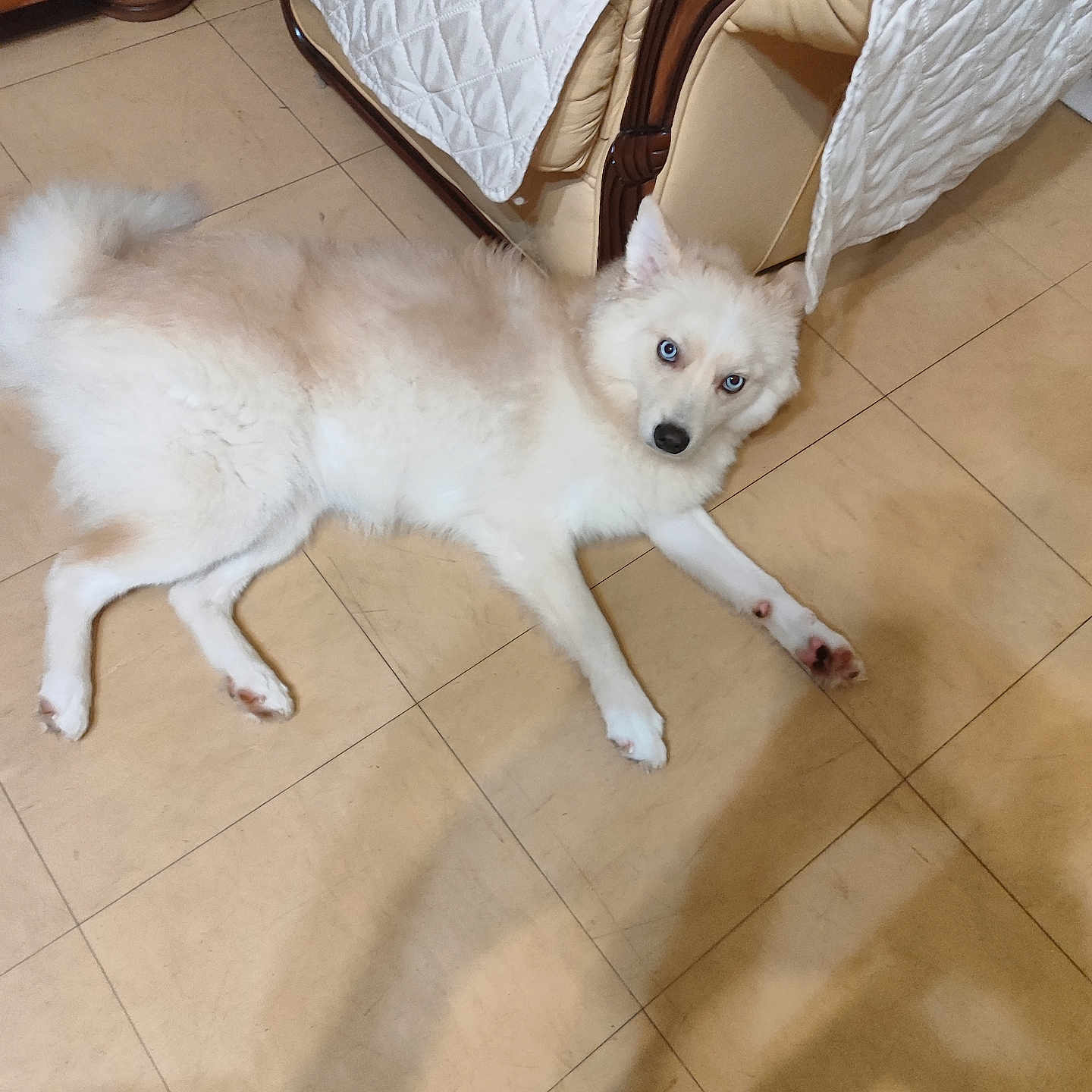 Aïka