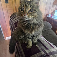 Buttons is registered to the contest to win money with this photo: animal, blanket, cat, couch, ears, eyes, fluffy, fur, home, indoors, kitten, long_hair, nose, pet, portrait, sitting, striped_fabric, tabby, whiskers, wood_paneling