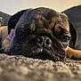 dog, pug, close_up, face, nose, wrinkles, sleepy, carpet, indoor, pet, animal, cute, fur, whiskers, brown, black, relaxed, lying_down, portrait, cozy