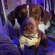 King is registered to the contest to win money with this photo: dog, pet, indoor, bed, blanket, collar, brown, white, fur, canine, room, furniture, clothing, remote_control, purple_light, wall, mirror, curious, closeup, relaxed
