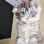 Nova is registered to the contest to win money with this photo: cat, blue_eyes, fluffy, tufted_ears, pet, feline, indoor, close_up, animal, portrait, whiskers, cute, fur, tabby, domestic_cat, looking, sitting, wooden_surface, expression, house_pet