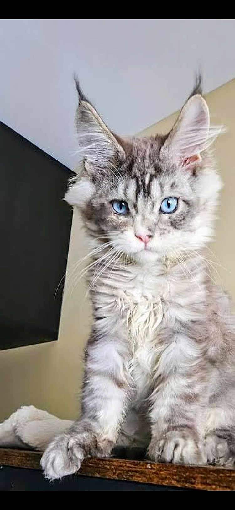 Nova is registered to the contest to win money with this photo: cat, blue_eyes, fluffy, tufted_ears, pet, feline, indoor, close_up, animal, portrait, whiskers, cute, fur, tabby, domestic_cat, looking, sitting, wooden_surface, expression, house_pet