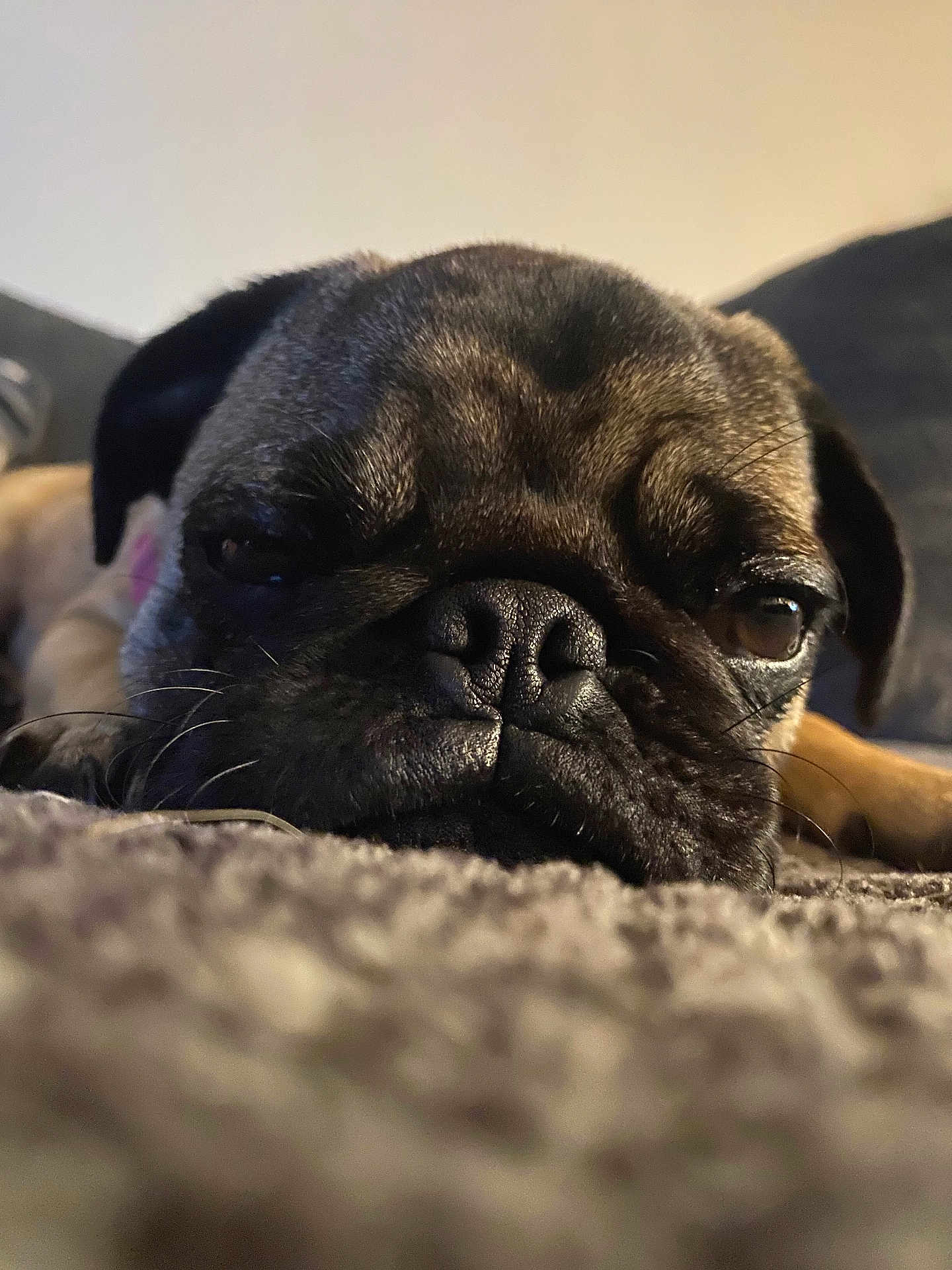 Pugsley