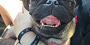 Pugsley joined the competition — help win amazing prizes! pug, dog, pet, smiling, tongue_out, happy, animal, canine, closeup, sunlight, car_interior, human_arm, wristbands, black_shirt, cute, friendship, companionship, domestic_animal, portrait, warm_light