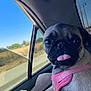 Pugsley is registered to the contest to win money with this photo: dog, pug, car_interior, pink_harness, tongue_out, window, sunlight, paw, road, outdoor, daytime, pet, animal, close_up, vehicle, seat, travel, cute, expression, curious