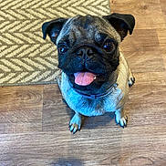 Pugsley joined the competition — help win amazing prizes! dog, pug, pet, tongue_out, indoor, floor, wooden_floor, rug, brown, cute, animal, small_dog, looking_up, ears, collar, sitting, happy, face, eyes, nose